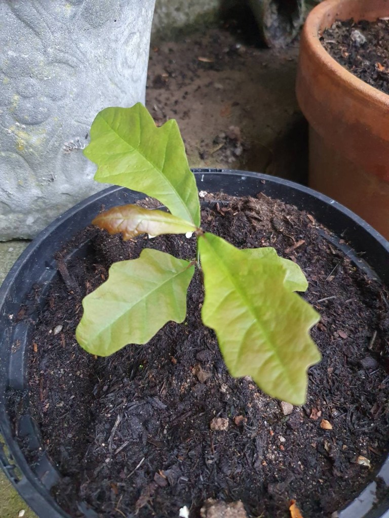 Oak sapling in a pot.
