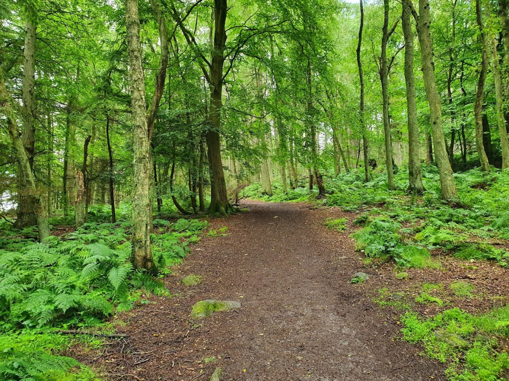 Pathway at Tollohill Wood surrounded by trees with a forest floor of ferns.