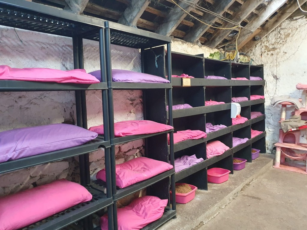Lots of cat beds on shelves in the barn