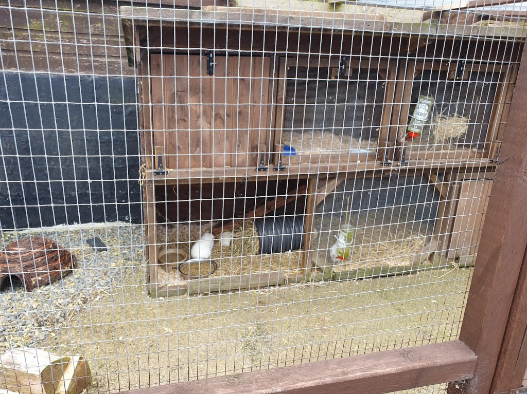 Guinea pigs in a hutch