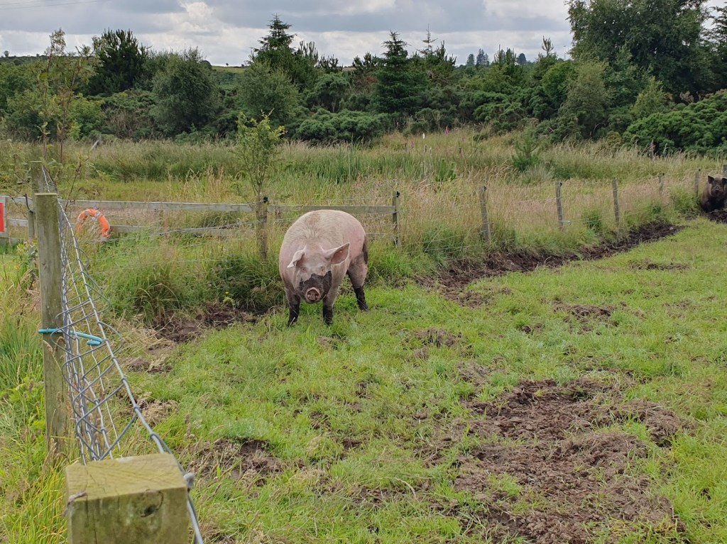 A pig with half her face covered in mud