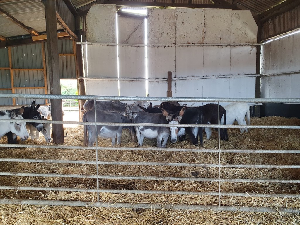 Lots of donkeys in a barn. They have a door to the outside.