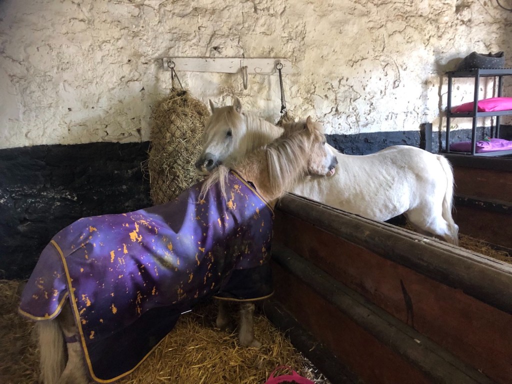 Two horses licking each other in the stables