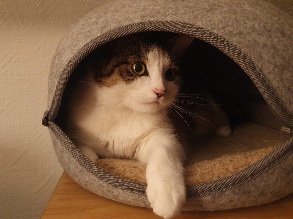 Victoria looking cute from inside her little house.