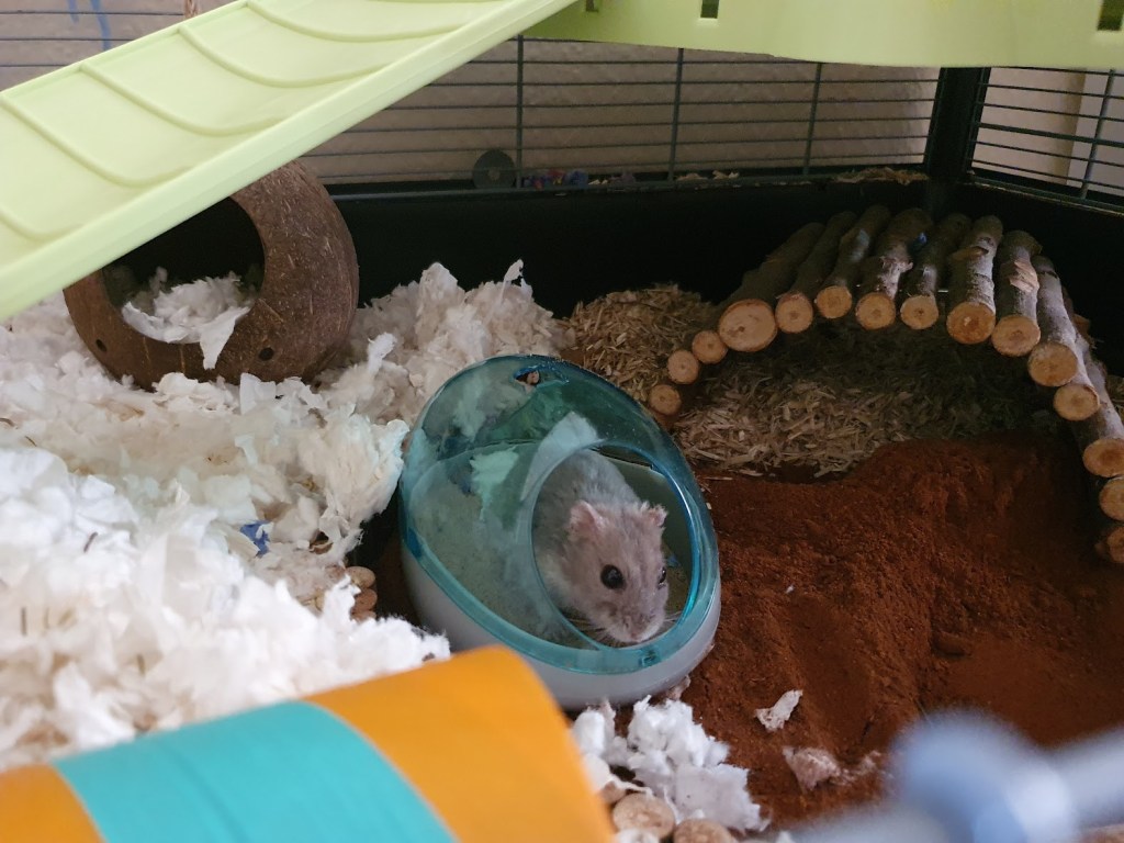 Rocket in his toilet sand bath