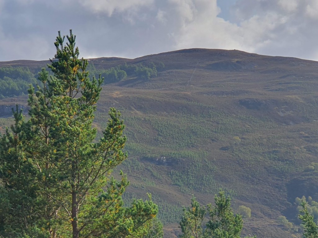 Young saplins on a distant hill