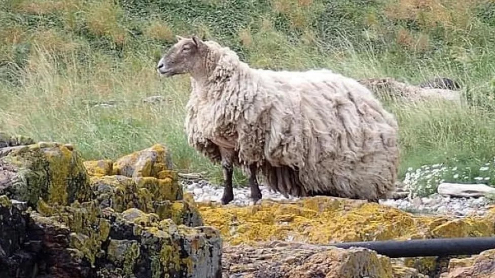Fiona the sheep