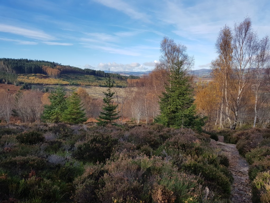 Lowers down on the hill now with small evergreen saplings and some trees already bare for winter.