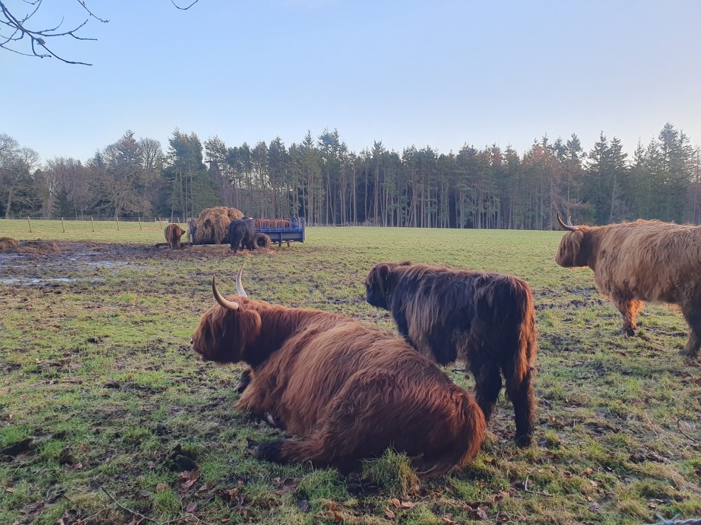 A paddock with highland cows.
