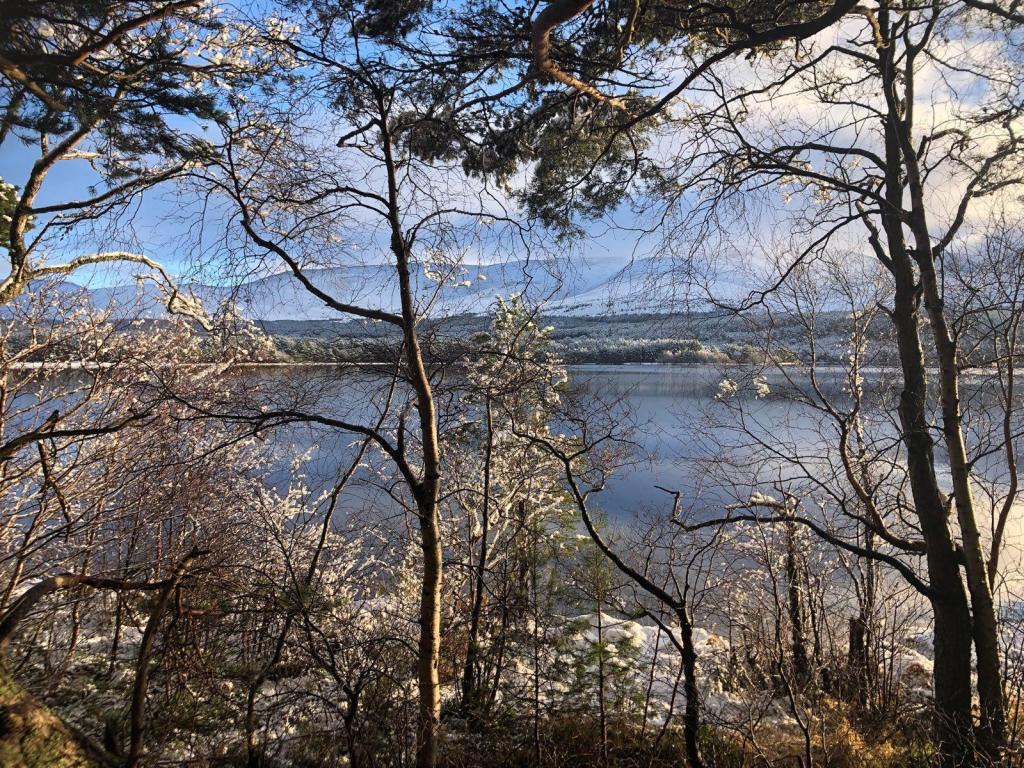 View of the loch looking through the trees.