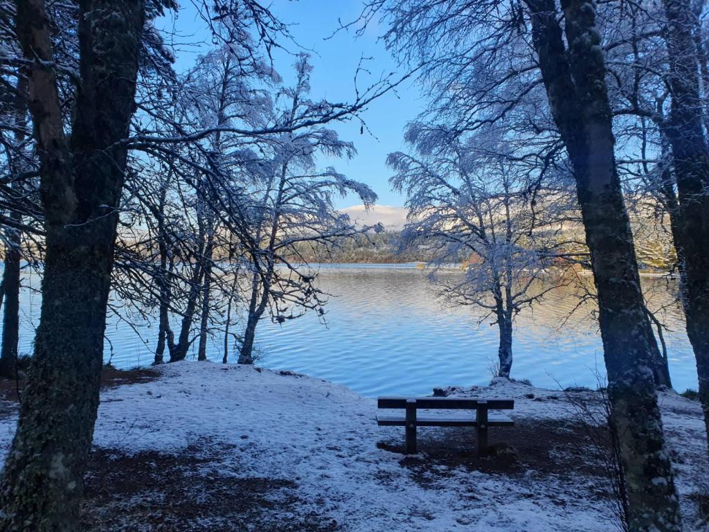 Loch Morlich looking through the trees with a bench for sitting on next to the loch.