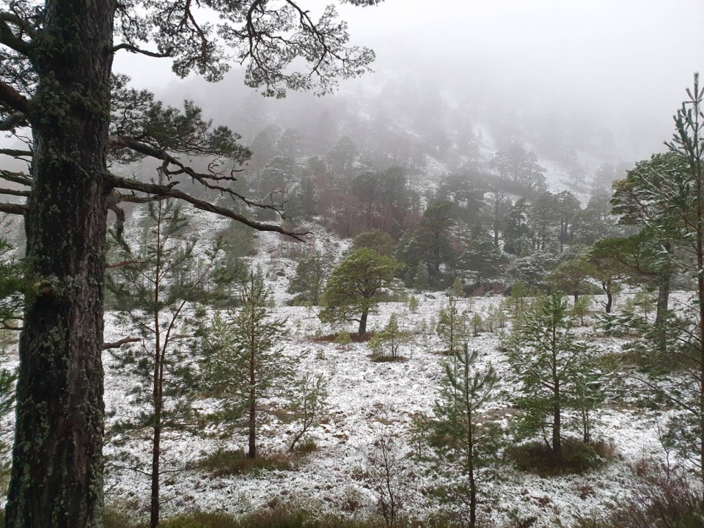 The forest on the way to the loch with lost of young saplings and snow on the ground. It's misty and white.