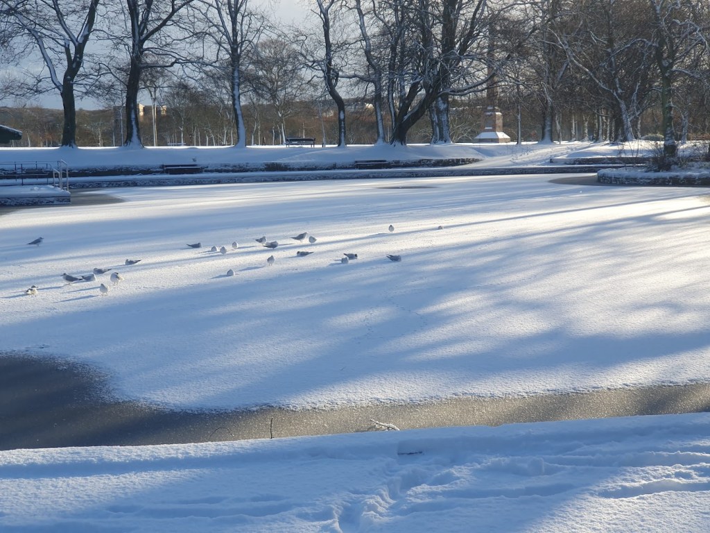 Birds sitting and standing on the ice of the duck pond at Duthie Park.