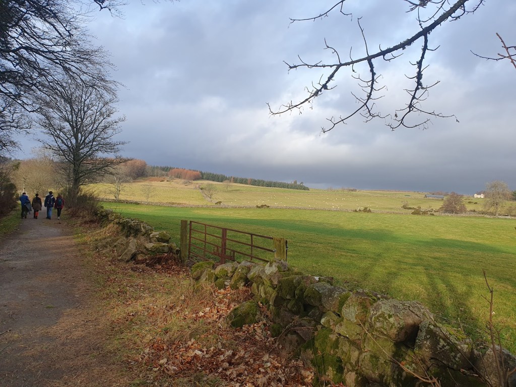 Pathway beside green fields with sheep in the distance.