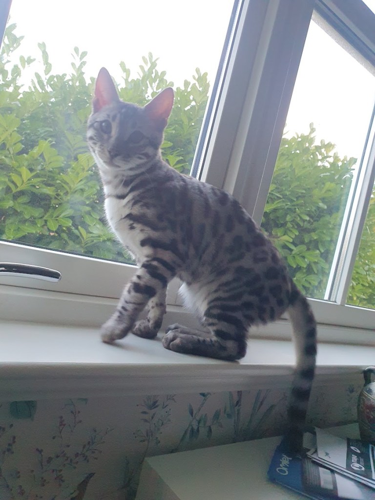Fingal the bengal cat who is grey with black spots.