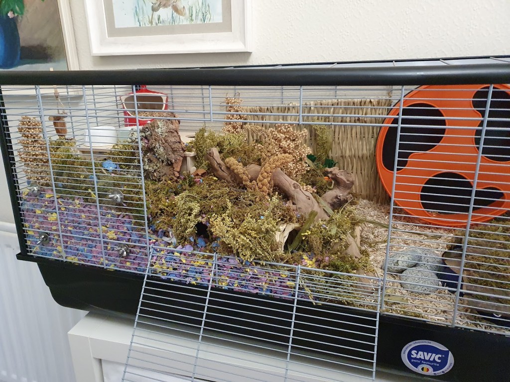 The Savic Plaza all set up and ready for a new hamster.
