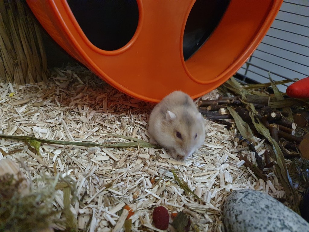 Ruby eating a walnut.