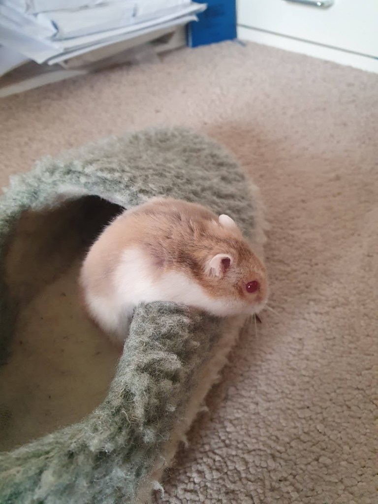 Ruby the hamster climbing out of Ben's fluffy green slipper.