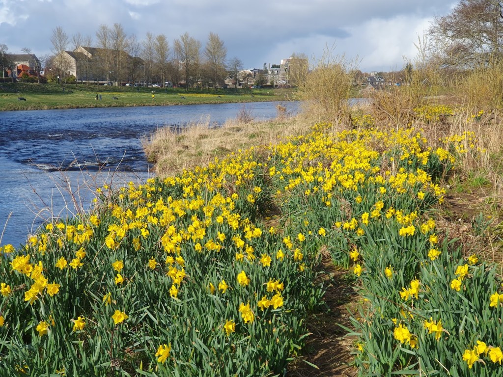 Books, knitting, daffodils, and&nbsp;diet