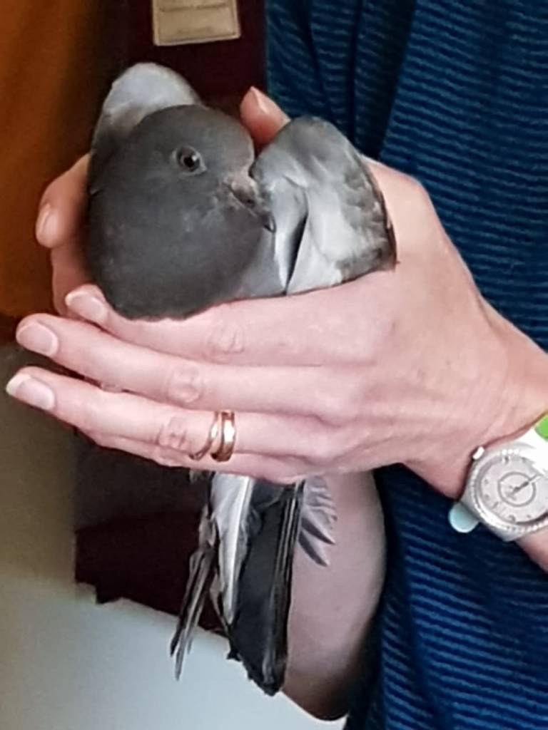 A closeup of the pigeon in my hands.