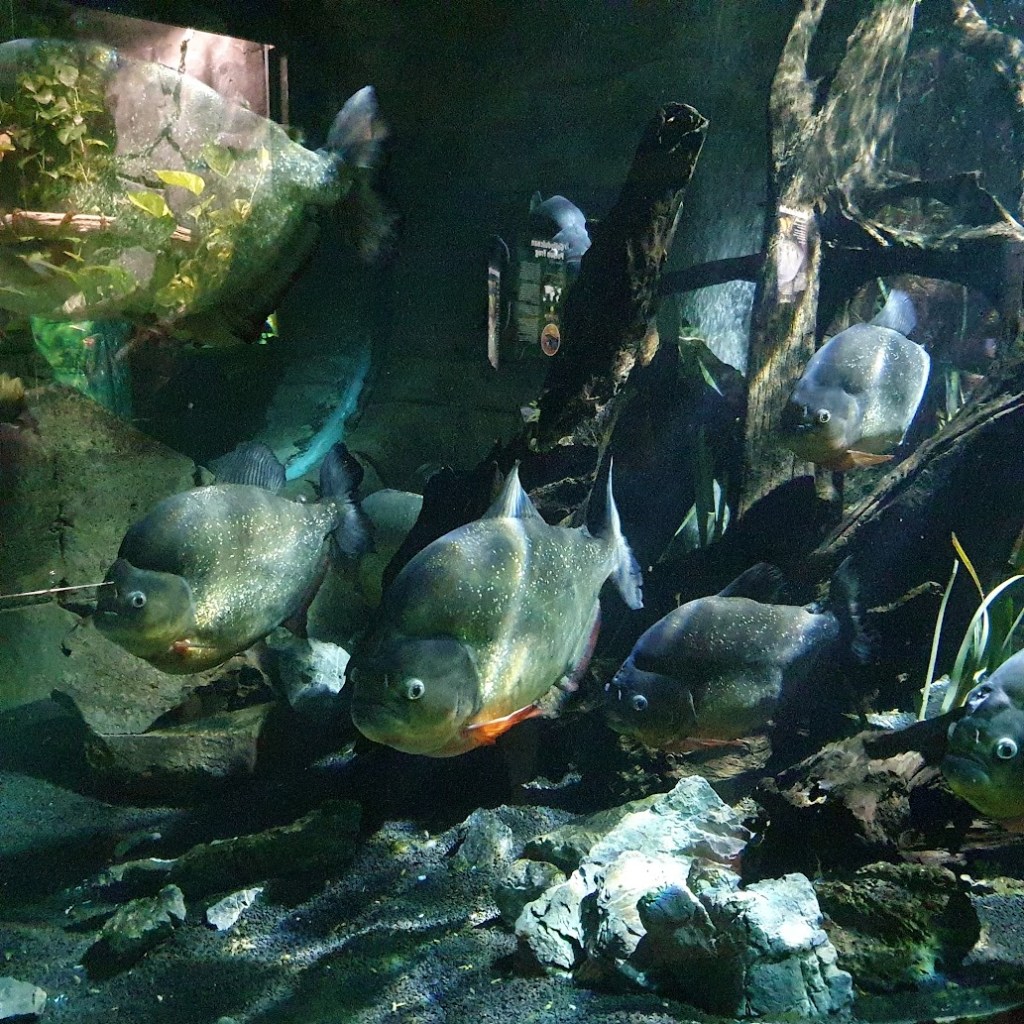 Piranhas.
