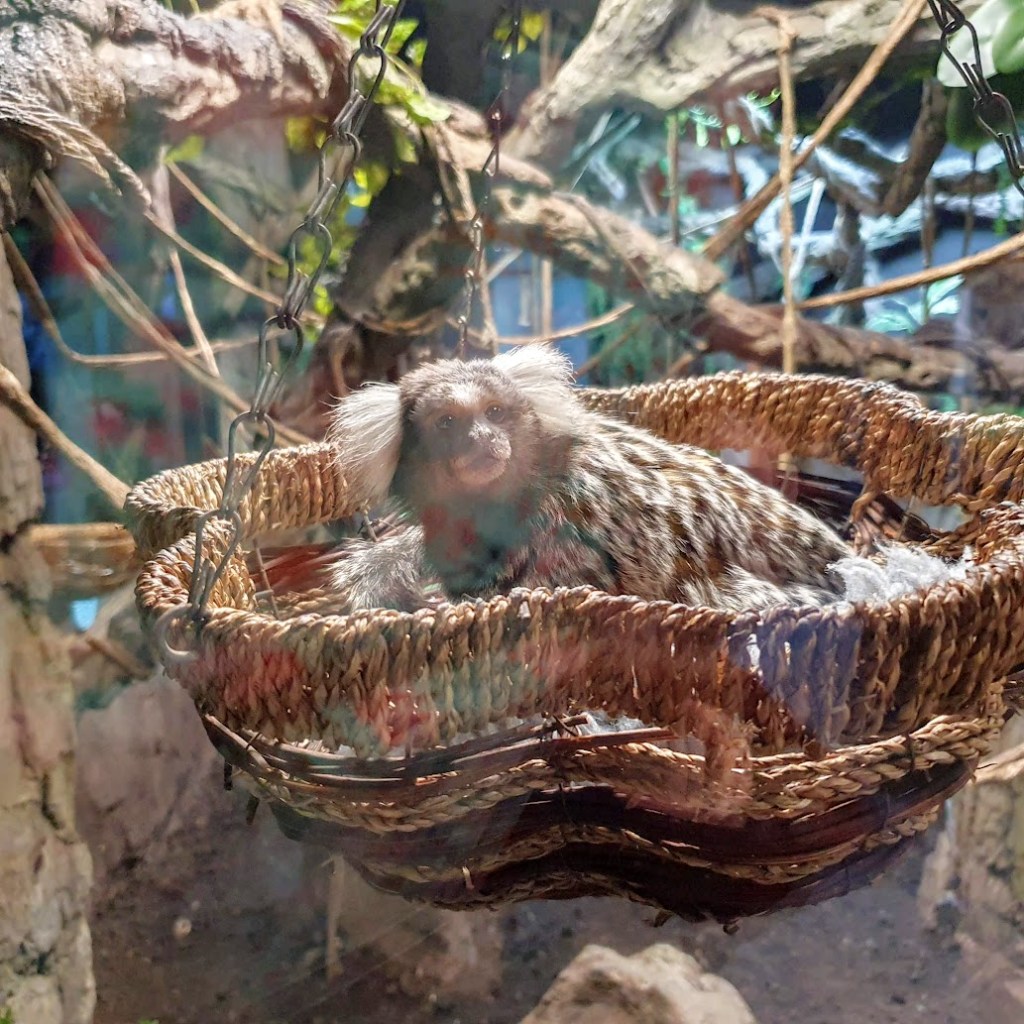 A marmost sitting a basket looking out.
