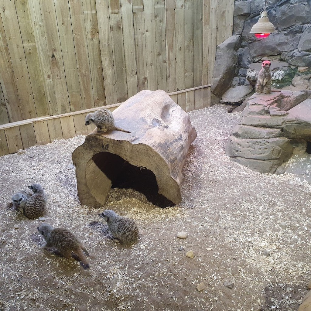 Meerkats frolicking about.