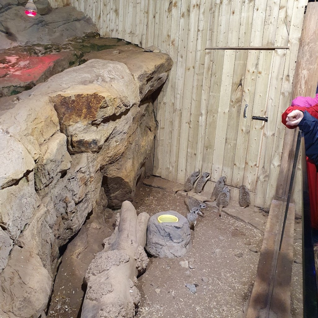 Meerkats scratching at the door.