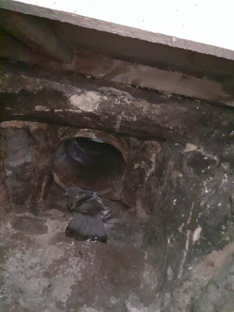 Pigeon inside chimney.