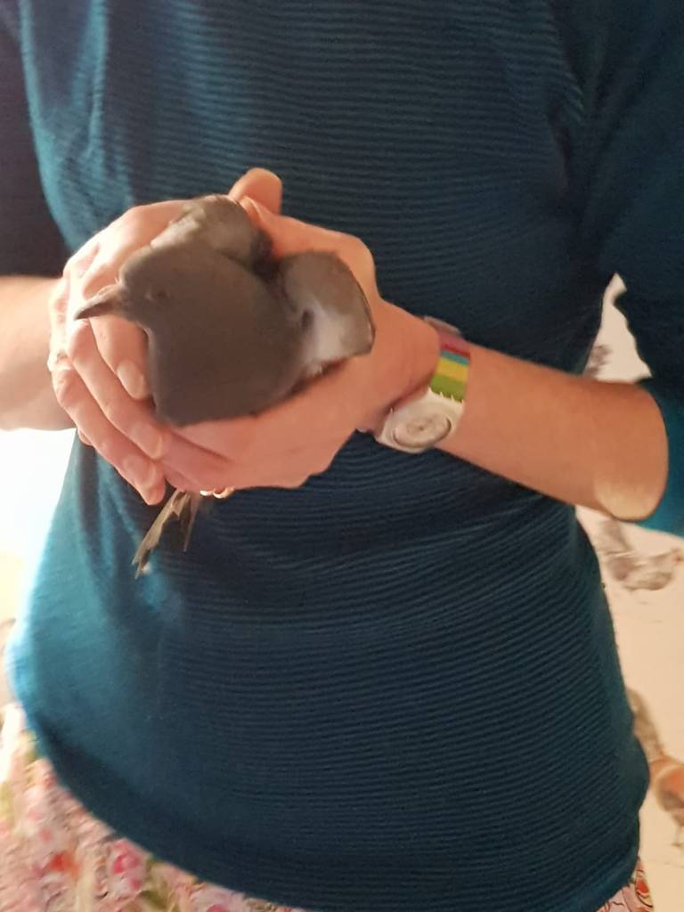 Me holding the pigeon.
