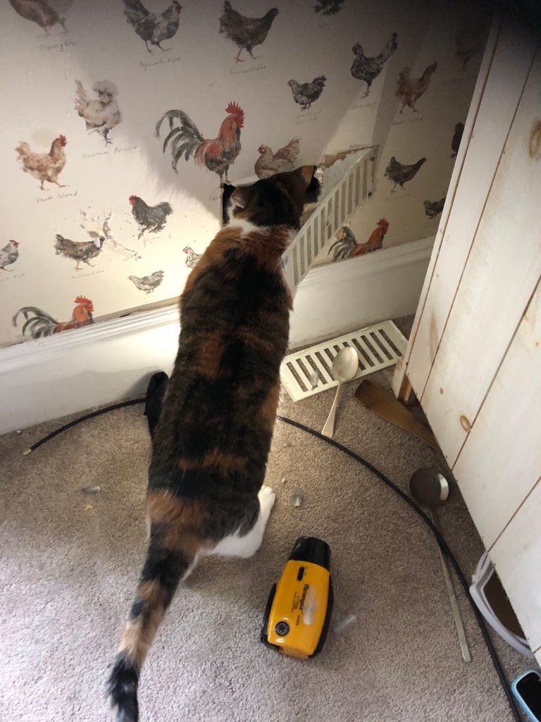 Victoria sticking her head into the cavity.