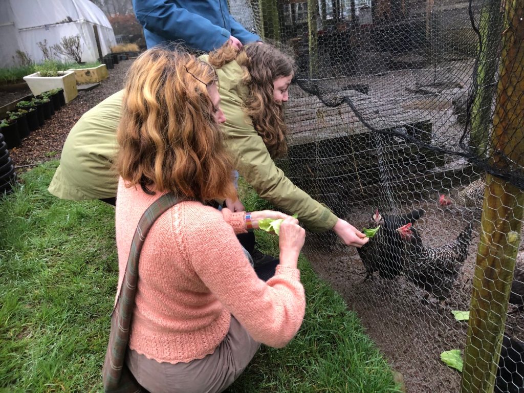 Feeding the chickens.