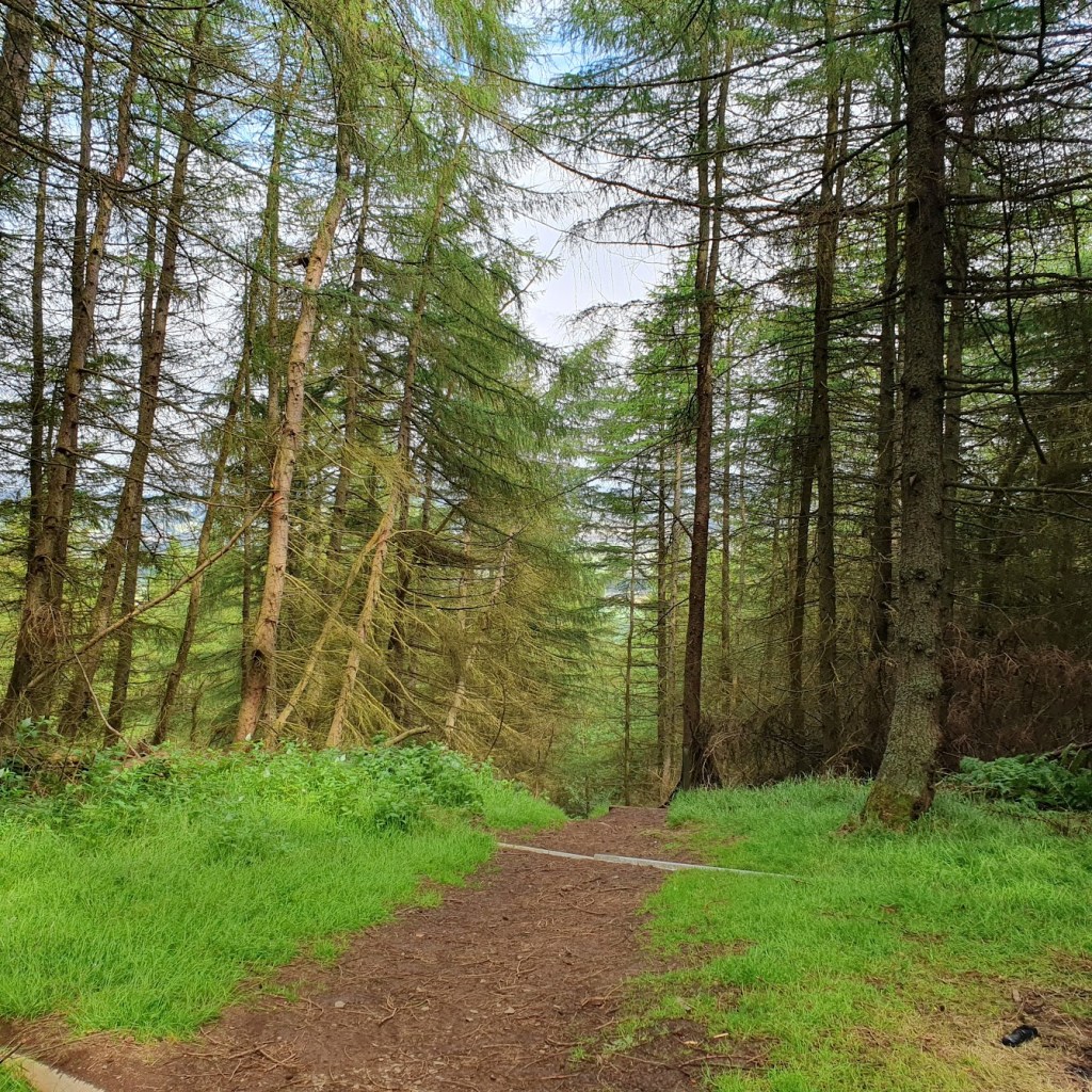 The start of the steps down through the forest. 