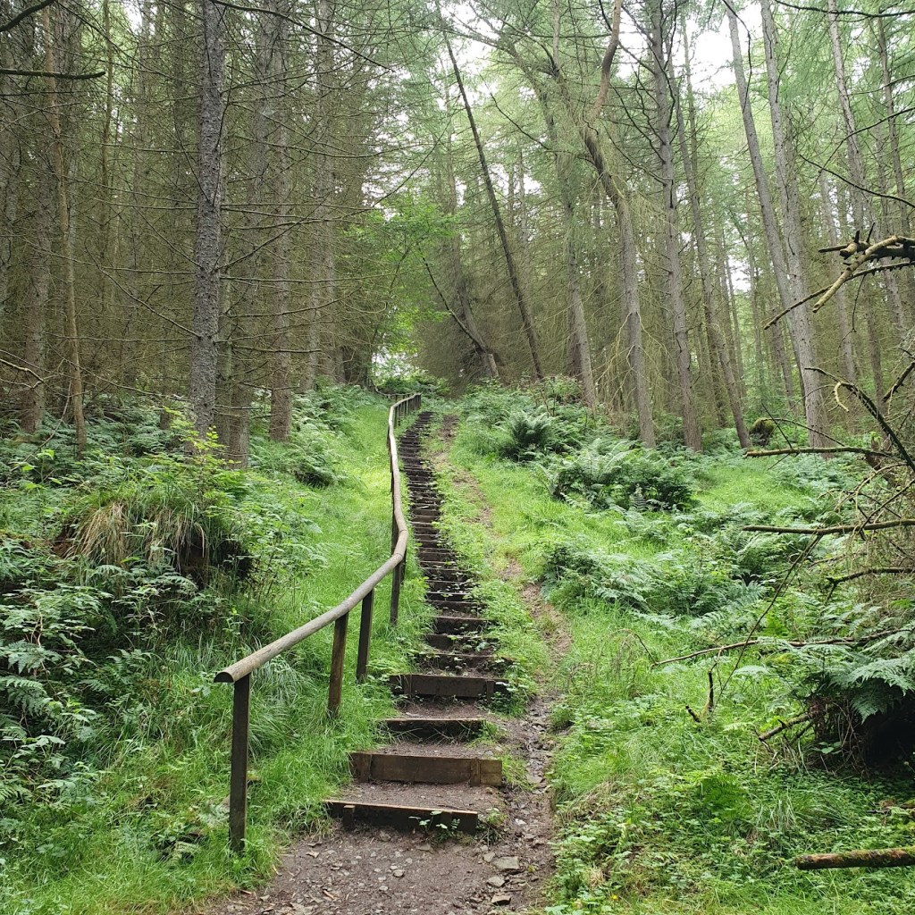 Lots of steps through the forest. 