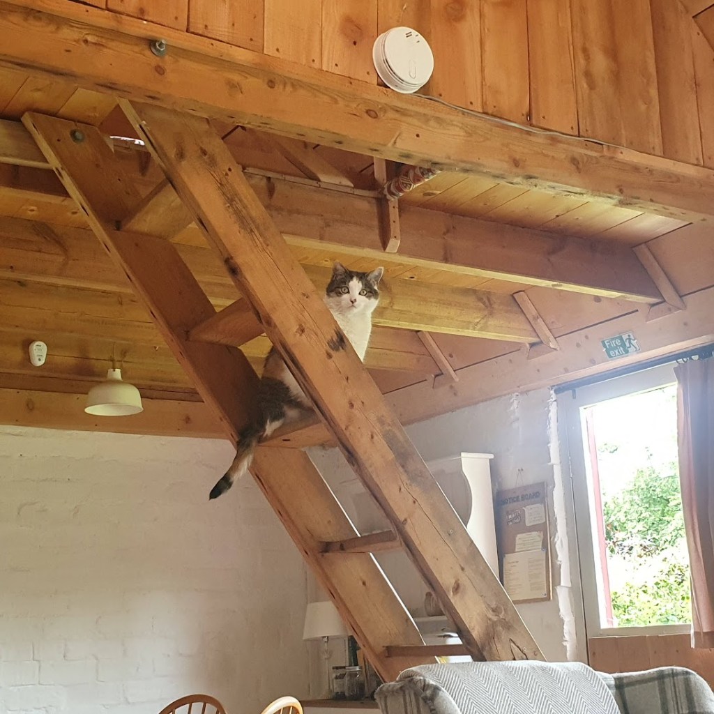 Victoria sitting on the ladder up to the mezzanine.