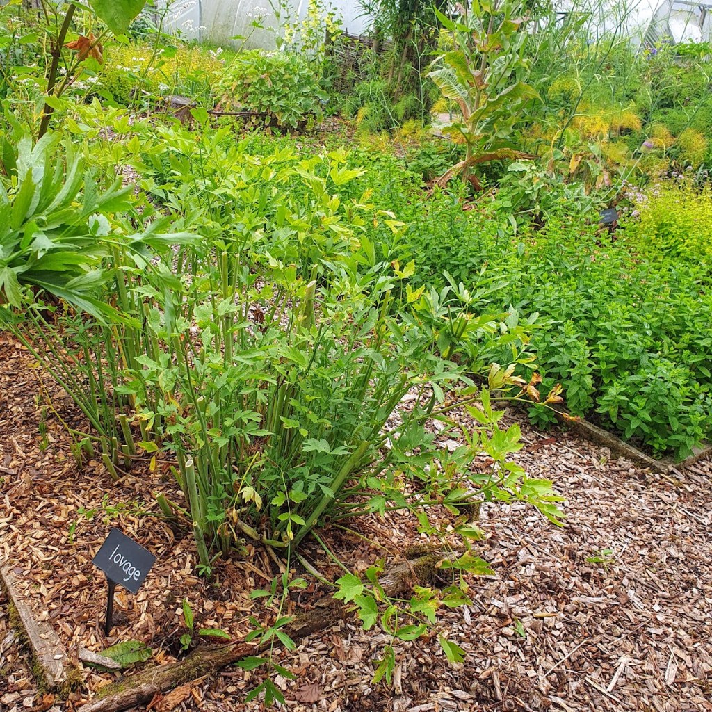A herb garden with lovage growing in the foreground.