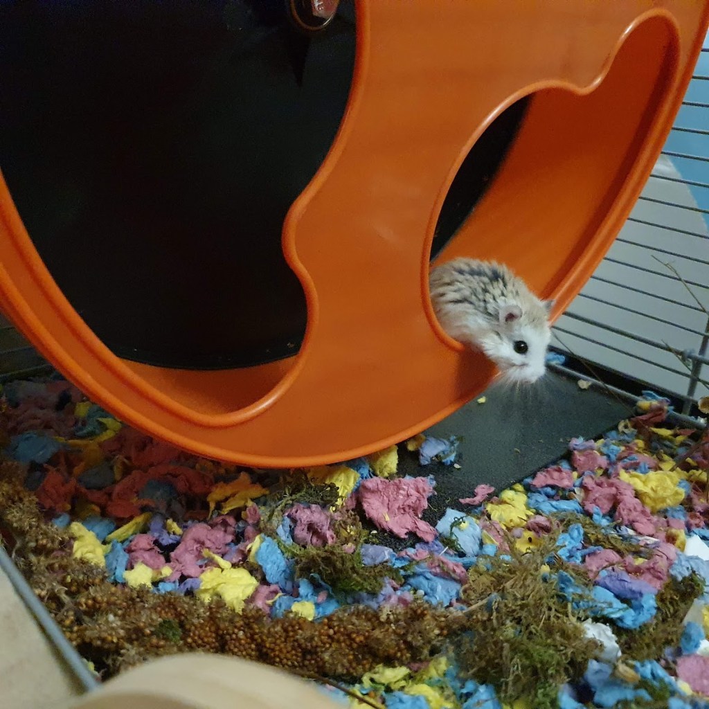 Lucille on her wheel looking out. She's got white fur on the her belly and beige fur on her back.