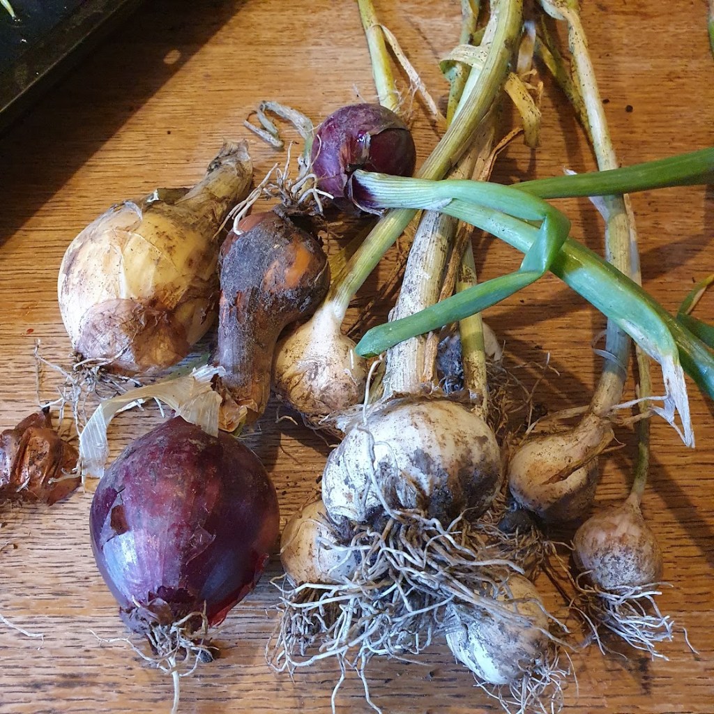 Freshly dug onions and garlic.
