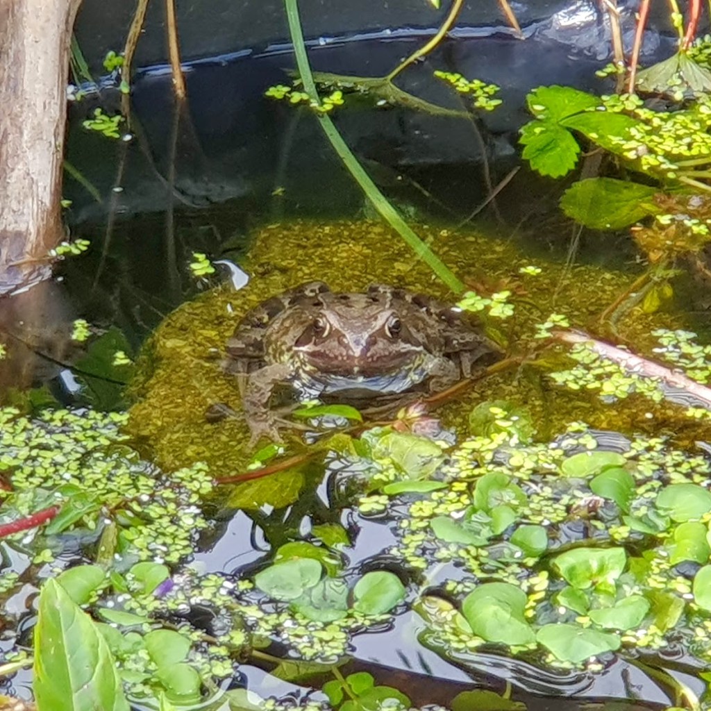 Mr Frog sitting on a rock in the pond.