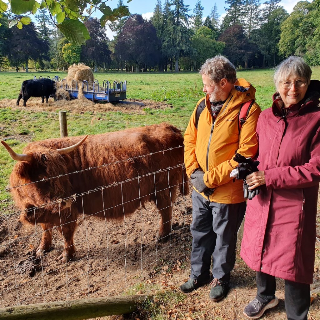 Ben and Di next to the highland cow.