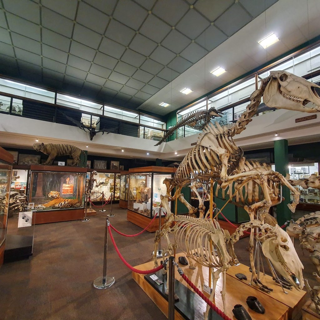 Lots of skeletons and animal taxidermy.