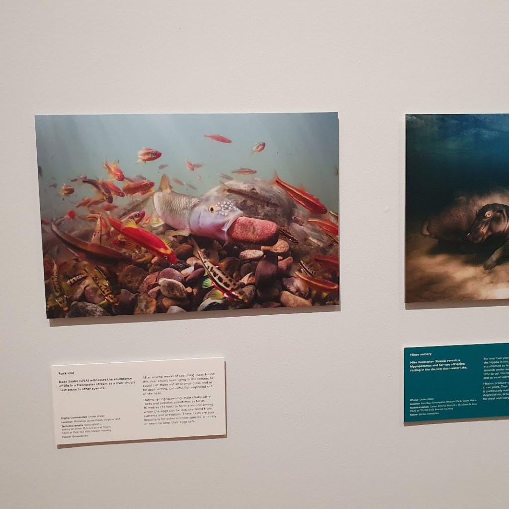 Lots of fish and one big one with something in its mouth.