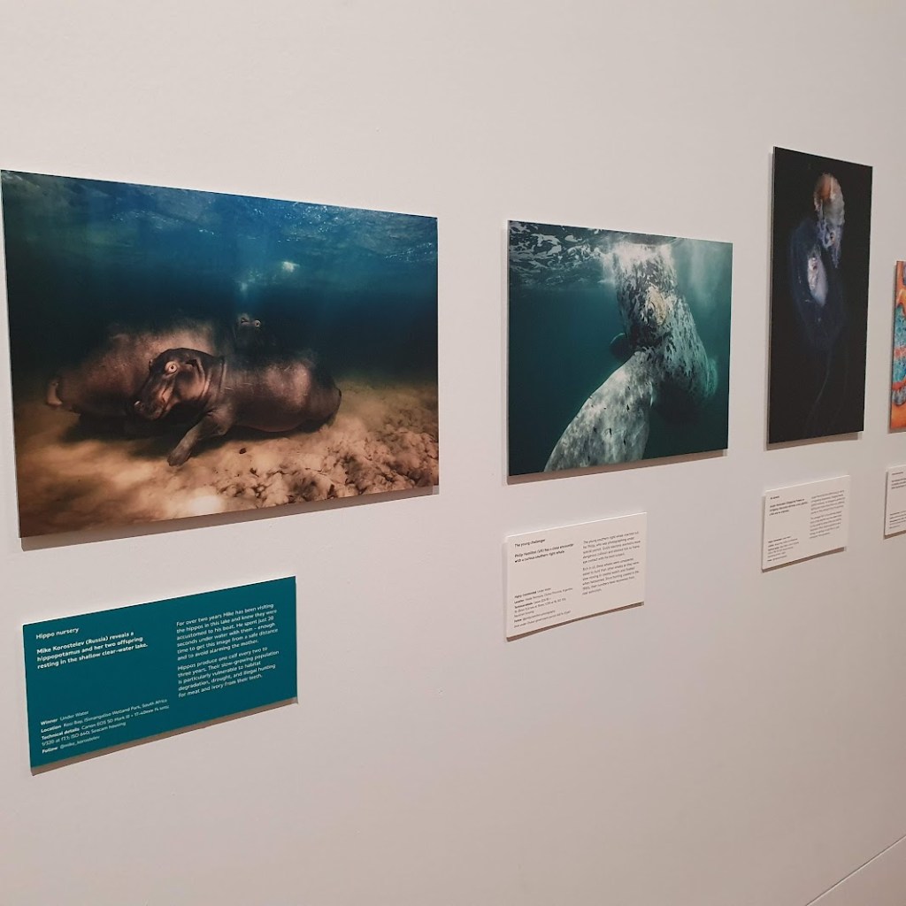 Two hippos underwater in one photos and a whale in a photo next to it.