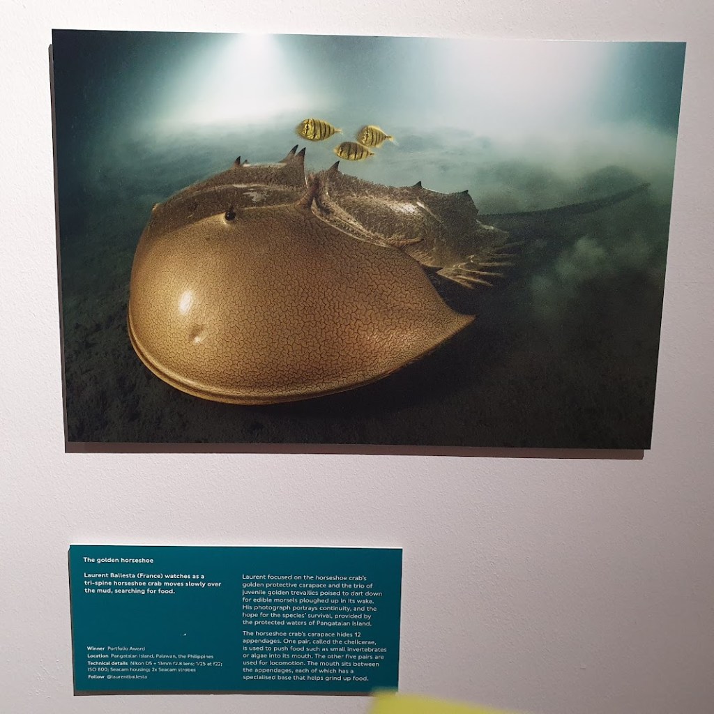 The golden horseshoe swimming on the sea floor with three fish suspended above it.