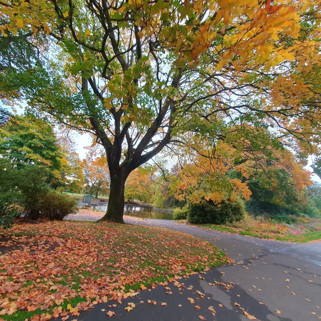 A big autumnal tree takes the centre of this foot with lots of autumn leaves at its base and orange and red colours around.