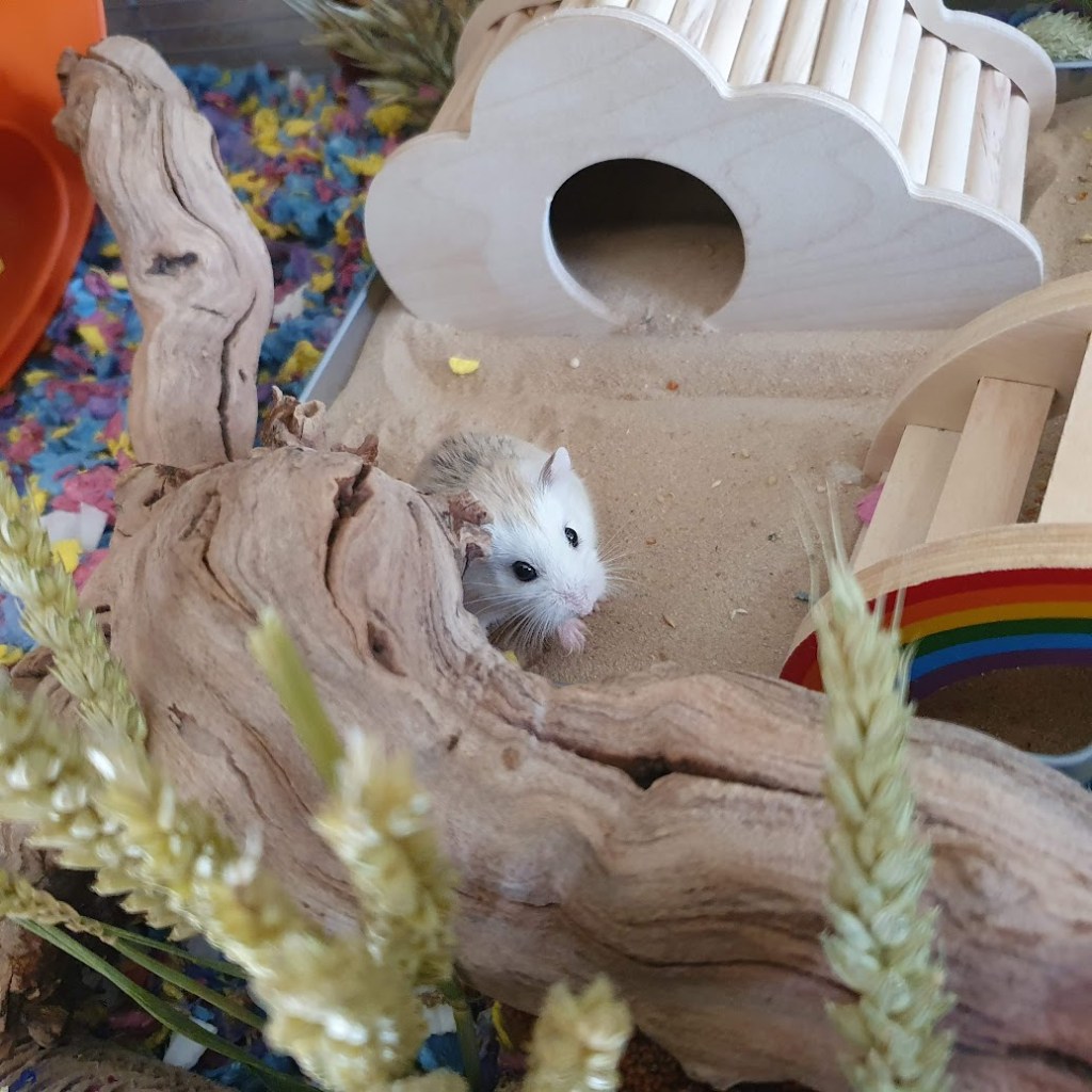 Photos of Lucille and&nbsp;Aberdeen