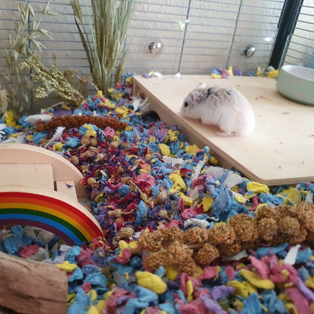 Lucille on the multi-chamber hide hoovering up some food.