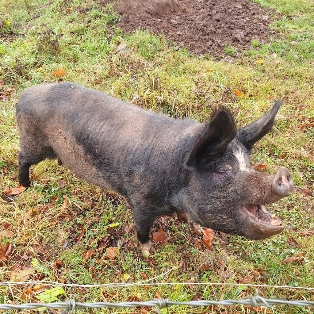 One of the pigs eating something.