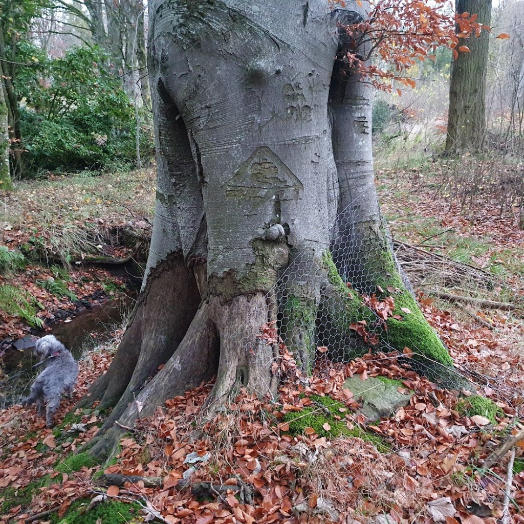 A beech tree partially eaten by beavers. 