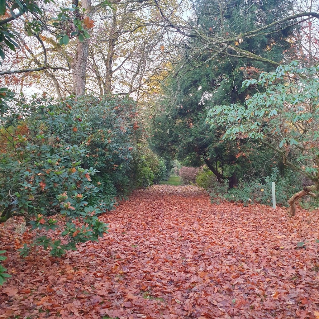 A woodland path with a carpet of autumn leaves.